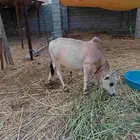 عجل للبيع السن رضيع من ثمانيه شهور