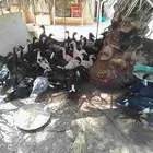 بط بلدي عمر صغير اناث الطرفية القصيم