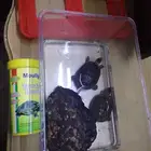 سلاحف للبيع