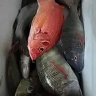 للبيع سمك صيد فريش من بحر جده كل يوم بيومه