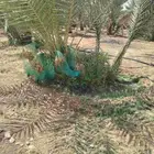 نخيل مثمر للبيع صقعي سكري اخلاص هلالي مجدوله شيشي خضري