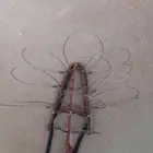 شبك لصيد الصقور