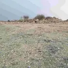 مطلوب حوش بعداد في الرميده
