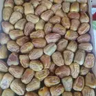 مفتل رقم 2