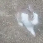 للبيع ذكر ارنب