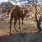 بعير قعود جمل احمر