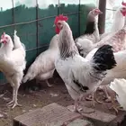 ديوك لوهمان براون