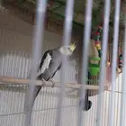 بقبقه كروان ذكر مع القفص 350