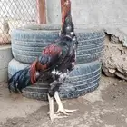 ديك شامو يباني العمر حول 6 شهور