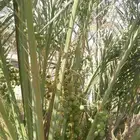 يوجد لدينا جثايث نقايل وانواع الفراخه