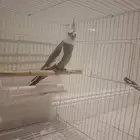كروان هولندي
