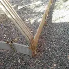 شد شاص عقرب البيع يبيله رش به تقشر البويا