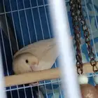 أنثى روز البينو للبيع