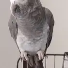 ببغاء كاسكو غيني