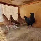 زوج حمام مع إنتاجه