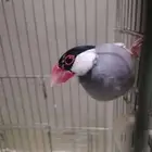 ذكر جاو  منتج للبيع