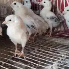 نعرض لكم شامو يباني العدد 7 فروخ