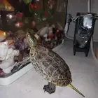 سلحفاة برمائية