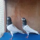حمام باكستاني