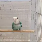 انثى روز جاهزه للبيع