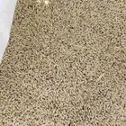 بذار شعير سدادسي نظيف حبه مليانه