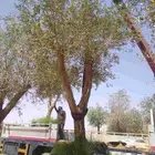 توريدنخيل وأشجار زيتون معمره
