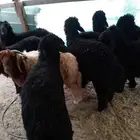 خرفان