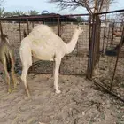 بكره 7 أشهر على الحليب والشعير للبيع غرب المدينه 50ك