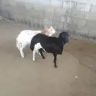 جذعان رفيدي فل شحم