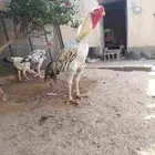 ديك حجازي