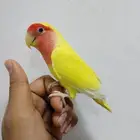 روز أليف