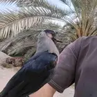 غراب أليف للبيع