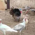 رومي