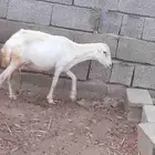 نعجه للبيع لبن سن بداية سديس