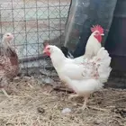 دجاج لوهمان