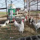 ديكة فيومي قولد بعد صغار