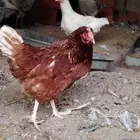 دجاج لوهمان براون