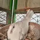 جوزين قماري