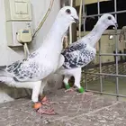 جوز سفرات الموقع الرياض