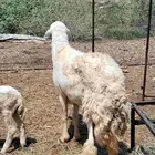 فحل حري حار مشروط