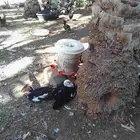 بط بلدي صحة ممتازة