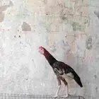ديك باكستاني عمر 5شهور