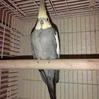 ببغاء كروان ذكر ( جاهز للانتاج ) للبيع