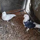 السلام عليكم حمام منتج قطيفي و سراجي و هزازي ملك فانتيل