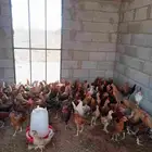 للبيع ديكه عربي اصيل