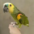 ببغاء امزوني