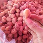 تمور اخلاص فاخره للبيع