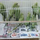 ببغاء دره للبيع