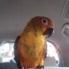 صن كنيور اليف