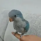 ببغاء كويكر مفقود ف حي السويس الرحاب الي يلقاه له مبلغ مالي